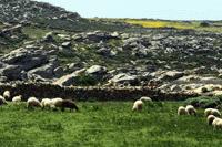 Sheep grazing on the spring grass in interior Naxos.